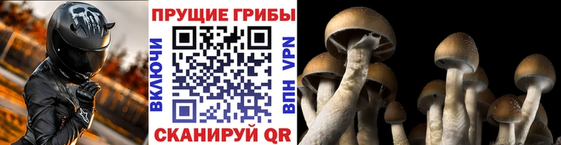 Галлюциногенные грибы мицелий  купить наркоту  Бодайбо 